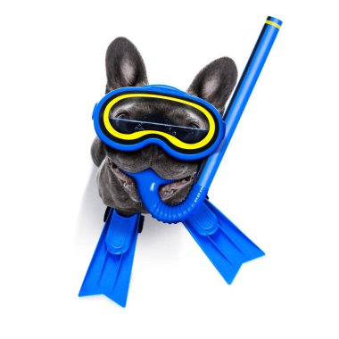 Scuba diving köpek