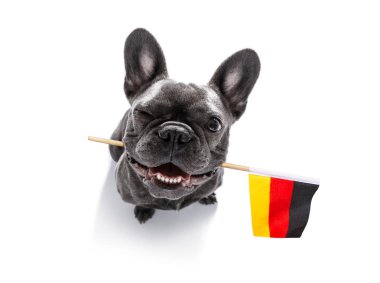 futbol futbol köpek 