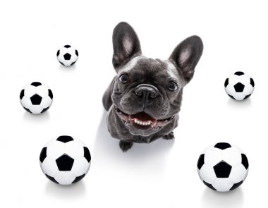 futbol futbol köpek 