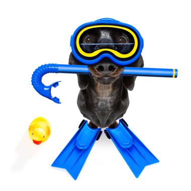 Scuba diving köpek