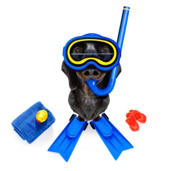 Scuba diving köpek