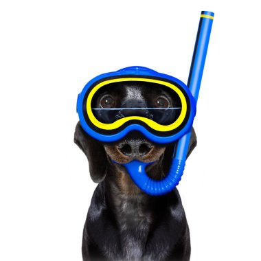 Scuba diving köpek