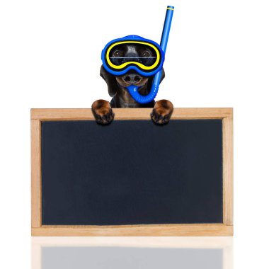 Scuba diving köpek