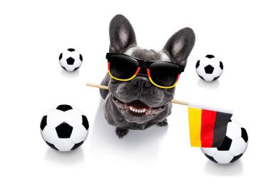 futbol futbol köpek 