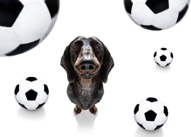 futbol futbol köpek 