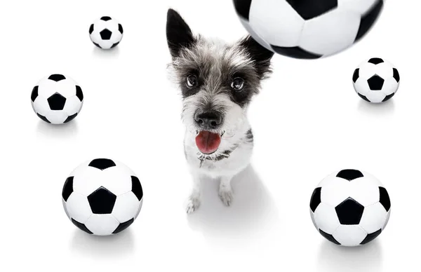 Soccer football dog — Stock Photo, Image