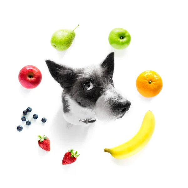 Cão faminto com frutas saudáveis vegan — Fotografia de Stock