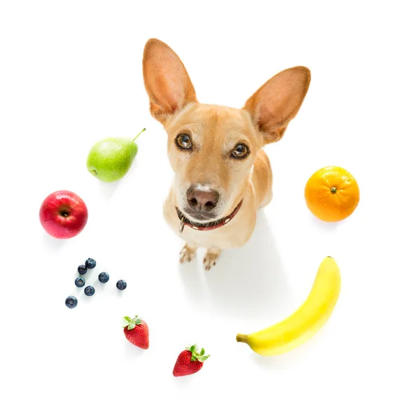 Голодний собака з веганськими здоровими фруктами — стокове фото