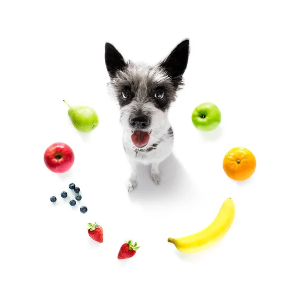 Hongerige hond met veganistisch gezond fruit — Stockfoto