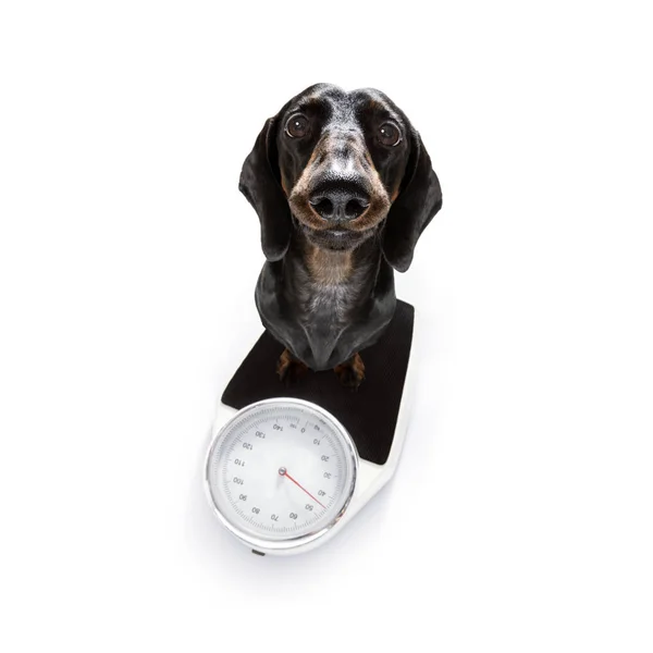 Hund auf Waage, mit Übergewicht — Stockfoto