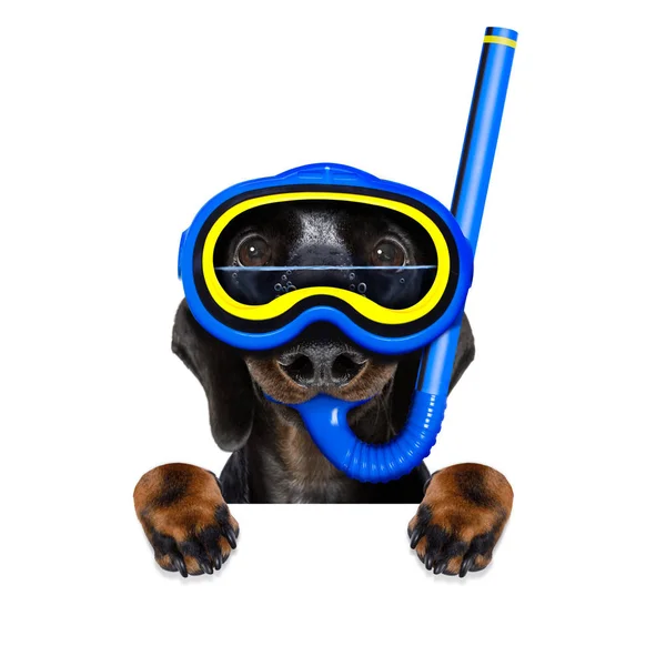 Scuba diving dog — Stock Photo, Image