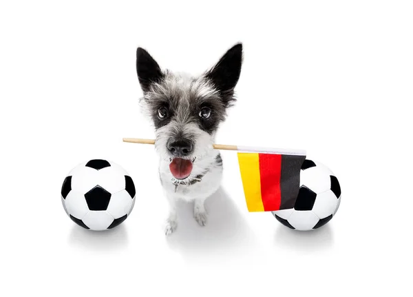 サッカー サッカー犬 — ストック写真