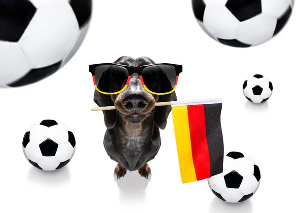 Futbol futbol köpek — Stok fotoğraf