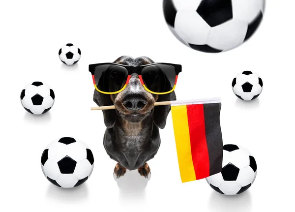 Soccer football dog — Stock Photo, Image