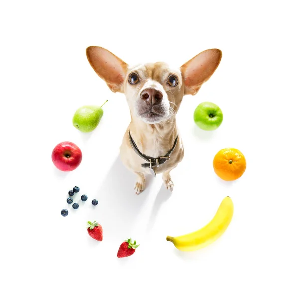 Hungry dog with vegan healthy fruit — Stock Photo, Image