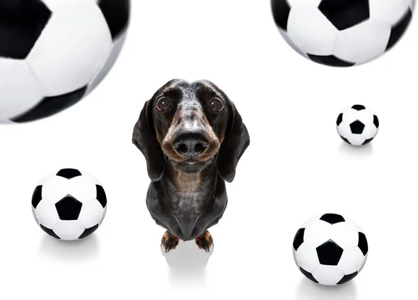 Voetbal voetbal hond — Stockfoto