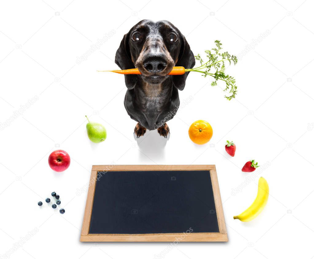 hungry dog with vegan healthy fruit 