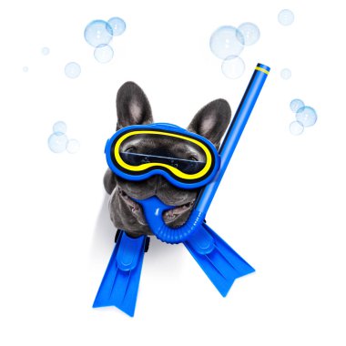 Scuba diving köpek