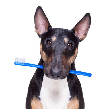 dental toothbrush dog clipart