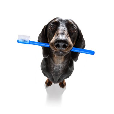 diş diş fırçası köpek