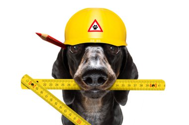 kask ile işçi çekiç köpek 