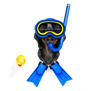 Scuba diving köpek