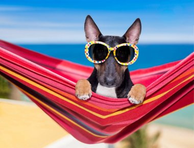 Yaz aylarında bir hammok üzerinde boğa Terrier köpek 
