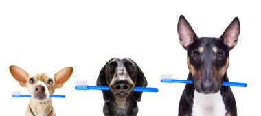 köpek diş fırçası satır