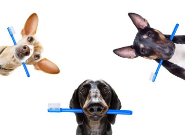 köpek diş fırçası satır
