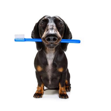 diş diş fırçası köpek