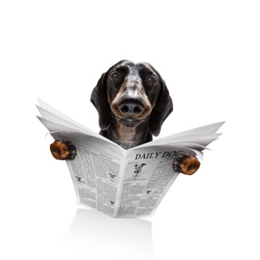 köpek okuma gazete