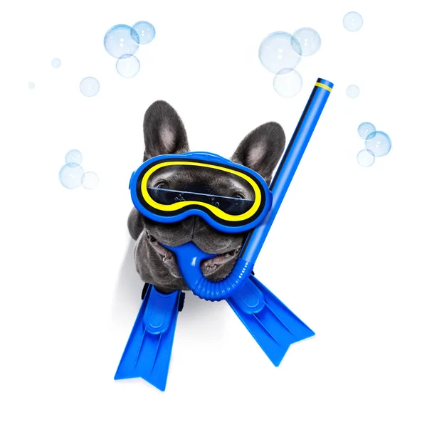Scuba diving dog — Stock Photo, Image