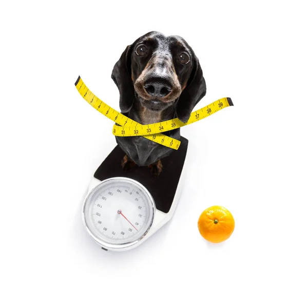 Köpek ile kilolu ölçekte — Stok fotoğraf
