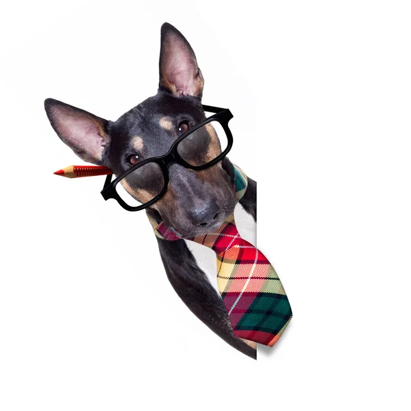 Chef-Hund der Wirtschaft — Stockfoto