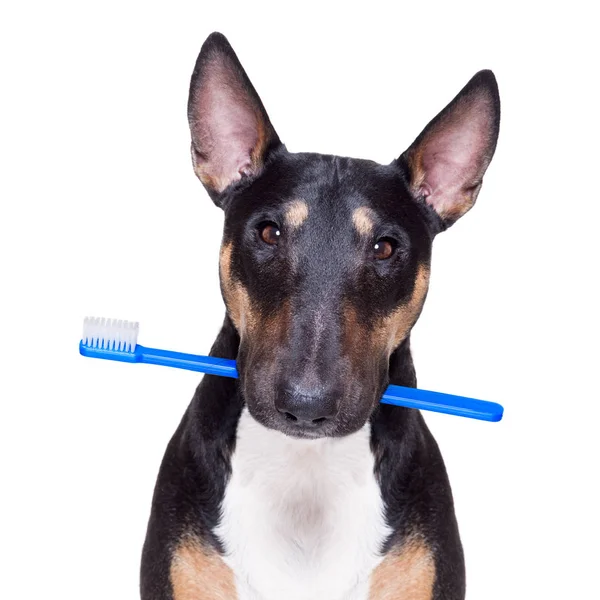 歯科用歯ブラシ犬 — ストック写真