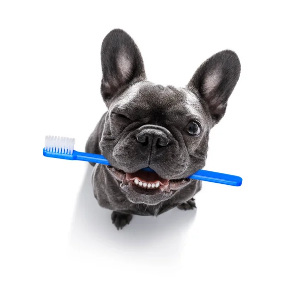 Dental toothbrush  row of dogs — Stock Photo, Image