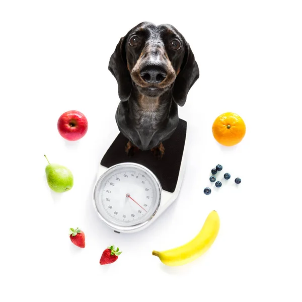 Ölçekte köpek , kilolu ve meyve ile — Stok fotoğraf