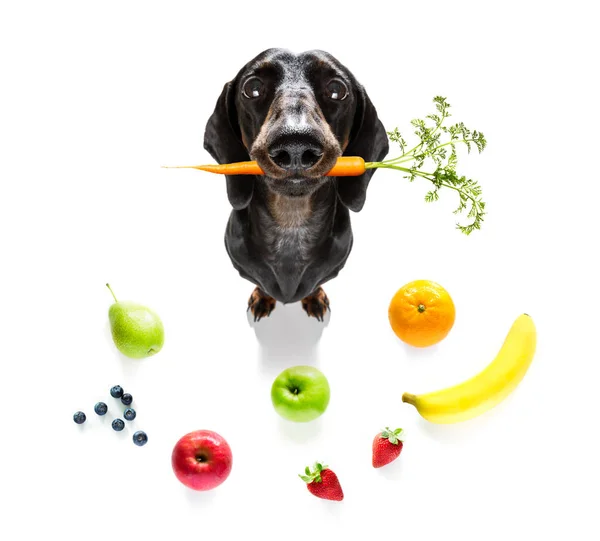Hongerige hond met veganistisch gezond fruit — Stockfoto