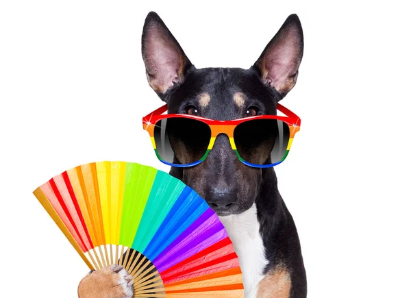 Gay orgulho cão — Fotografia de Stock