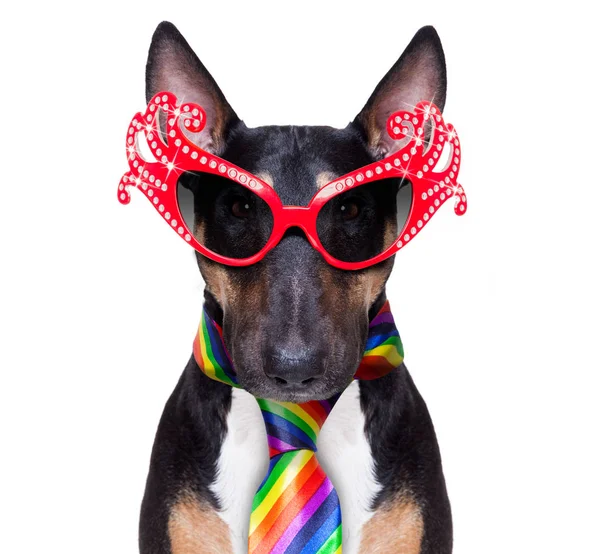 Gay orgullo perro — Foto de Stock