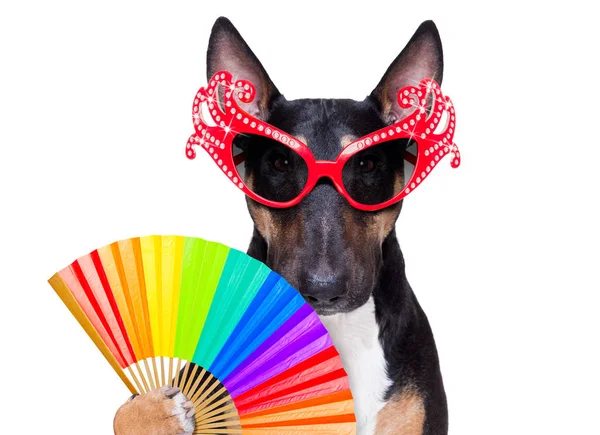 Gay orgullo perro — Foto de Stock