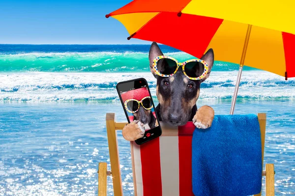 Yaz aylarında bir hammok üzerinde boğa Terrier köpek — Stok fotoğraf