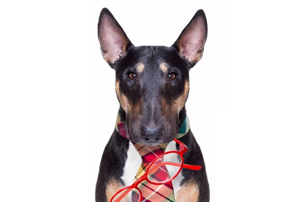 Business boss dog — Stock Photo, Image