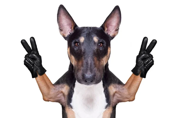 Victory peace fingers dog — Stock Photo, Image