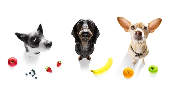 Groep honden met overgewicht en fruit — Stockfoto