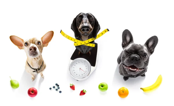 Hond op schaal, met overgewicht en fruit — Stockfoto