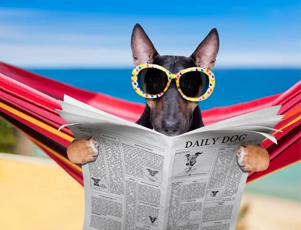 Bull terrier hund på en hammok på sommaren — Stockfoto