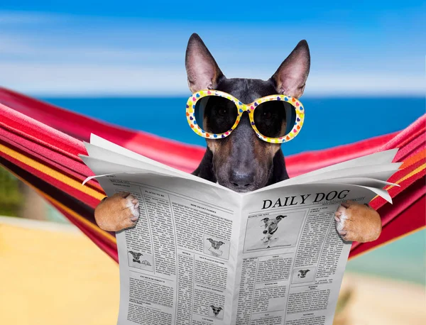 Bull terrier dog on a hammok in summer — Stock Photo, Image