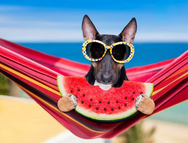 Bull terrier perro en una hamaca en verano — Foto de Stock