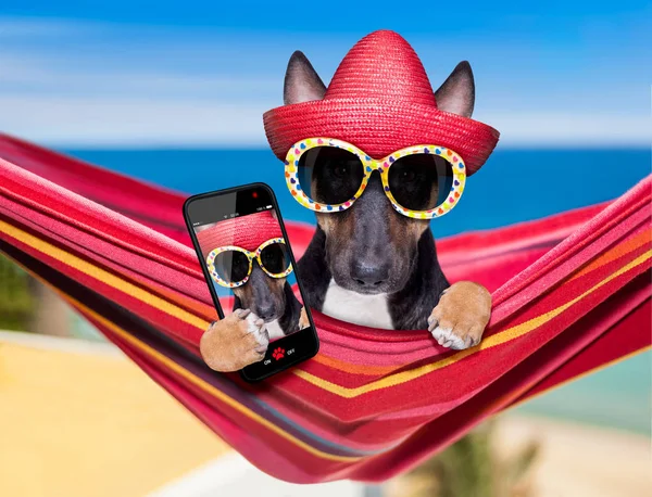 Yaz aylarında bir hammok üzerinde boğa Terrier köpek — Stok fotoğraf